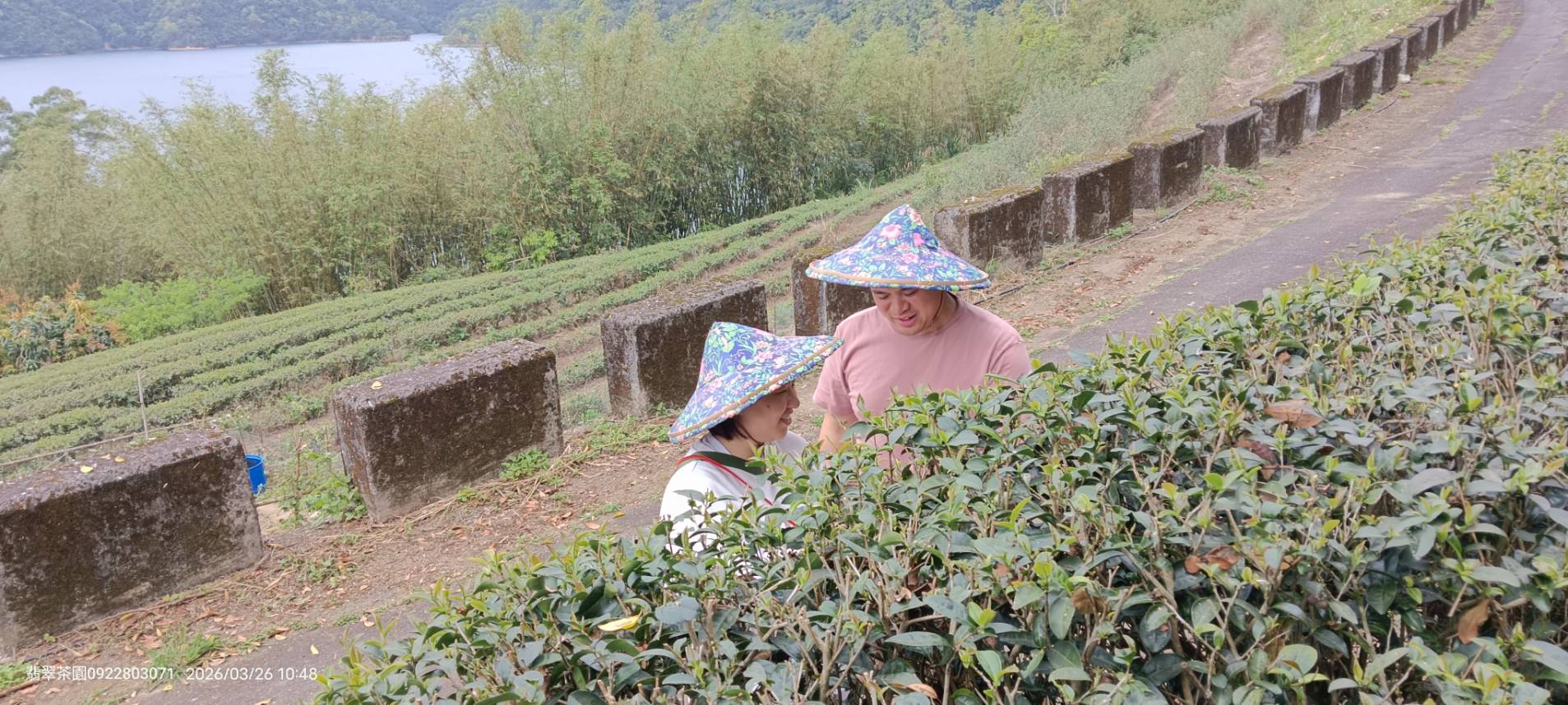 翡翠茶園